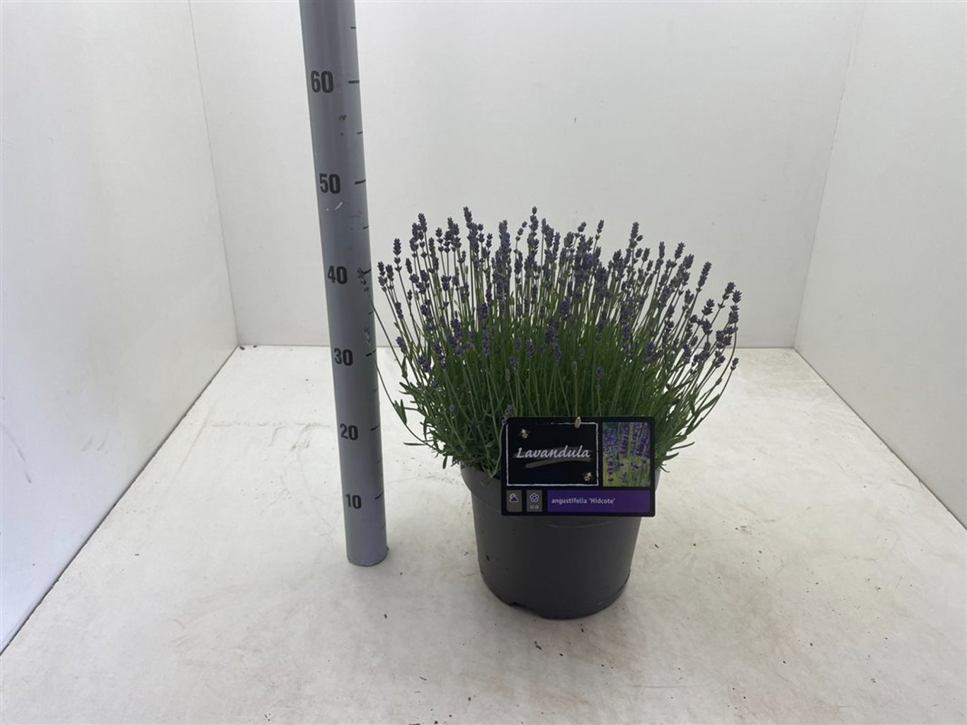 Lavandula ang. 'Hidcote' - C7,5